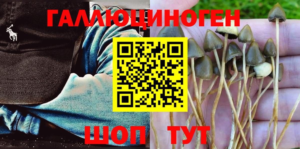 Вичуга  Галлюциногенные грибы Psilocybine cubensis  Вход с VPN 